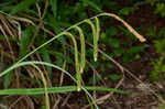 Hanging sedge